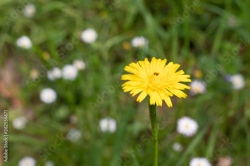 Yellow dandelion on a background of green grass and white flowers
