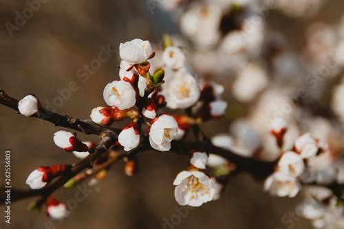beautiful  flowers with white petals on apricot tree