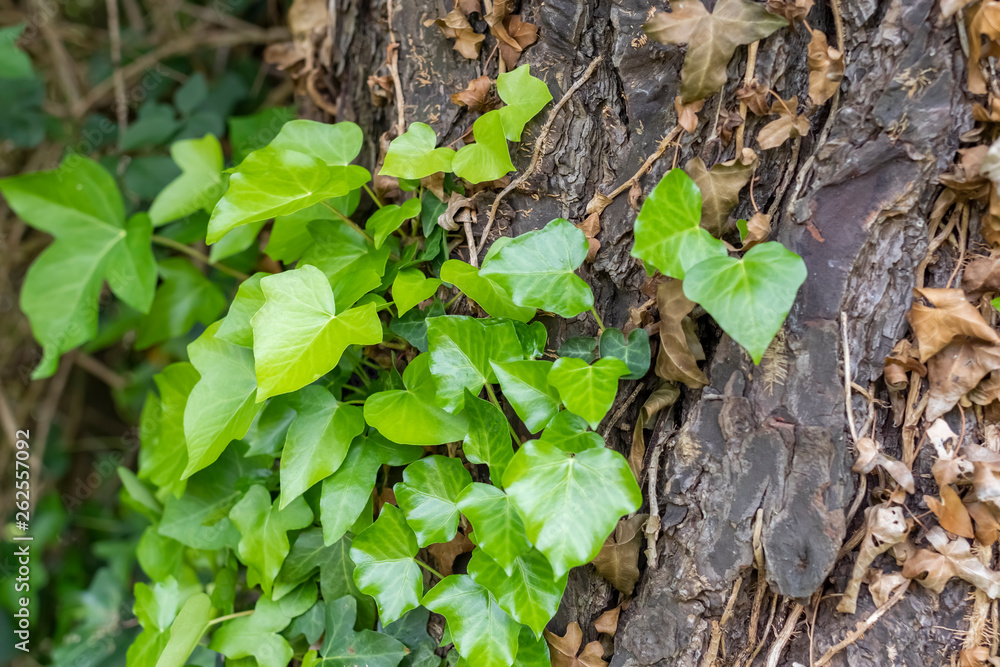 Tree trunk with dry and green ivy. Tree trunk with dry and green ivy.