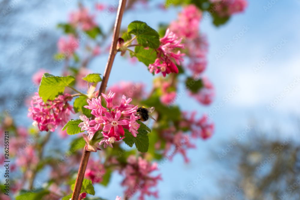 bee and pink flowers in spring bee and pink flowers in spring