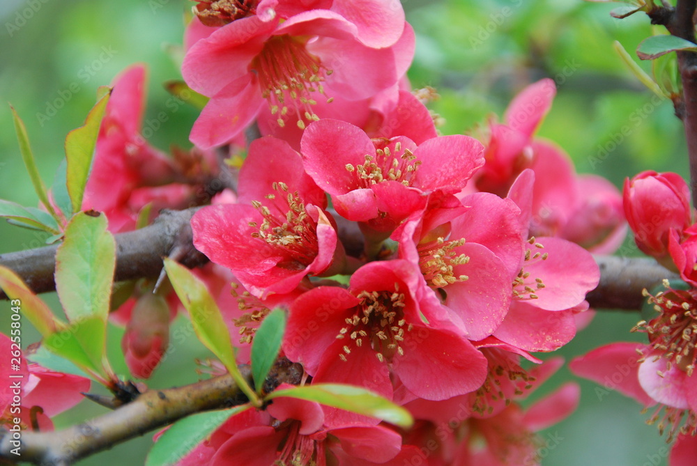 Obraz premium Red pink flower