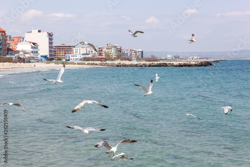 Seagulls Flying Over Sea On Sunny Day