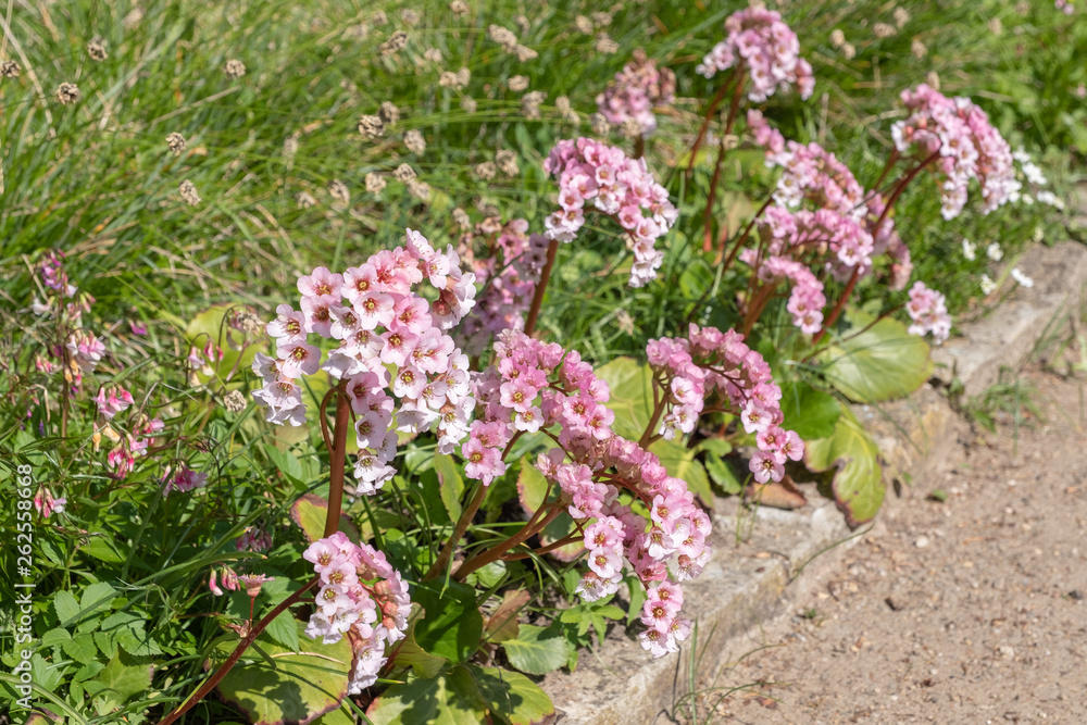 Obraz premium Bergenia cordifolia 'Nebellicht'