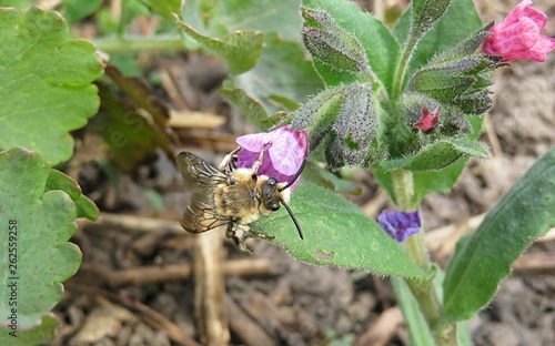 Horned bee on lungwort flowers (Pulmonaria officinalis) in the meadow, closeup photo