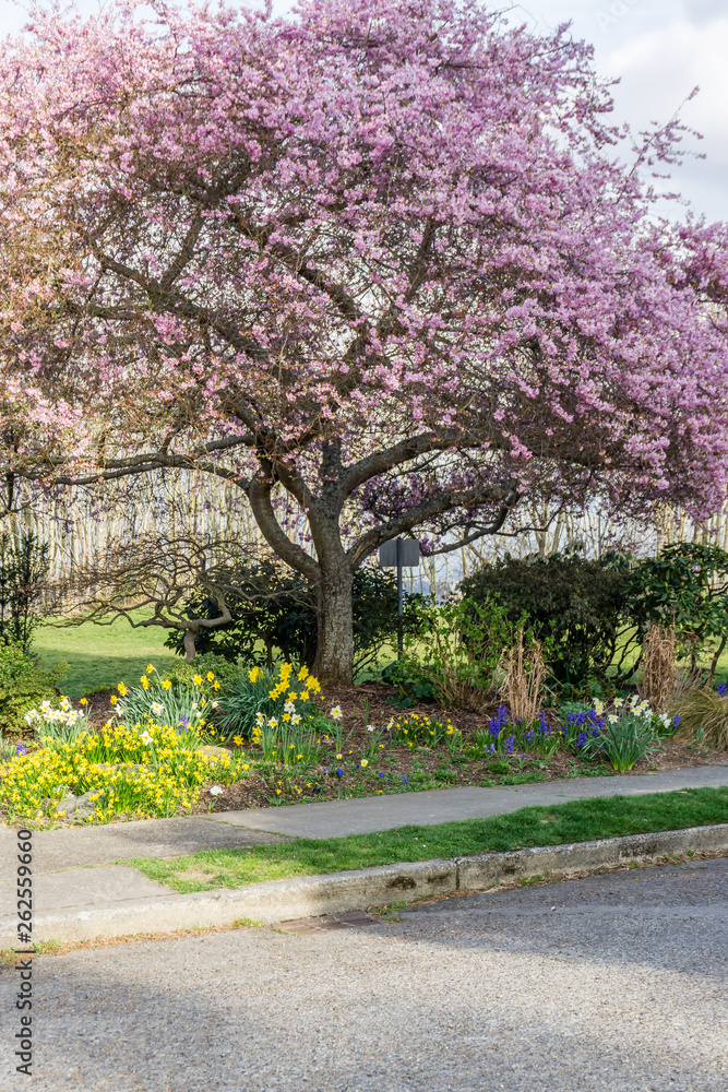 Streetside Spring Flowers 3 Streetside Spring Flowers 3