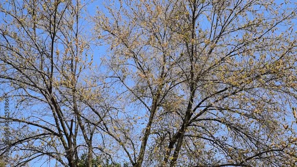Tree top with blowing wing move the leaves and branches with blue sky background Tree top with blowing wing move the leaves and branches with blue sky background