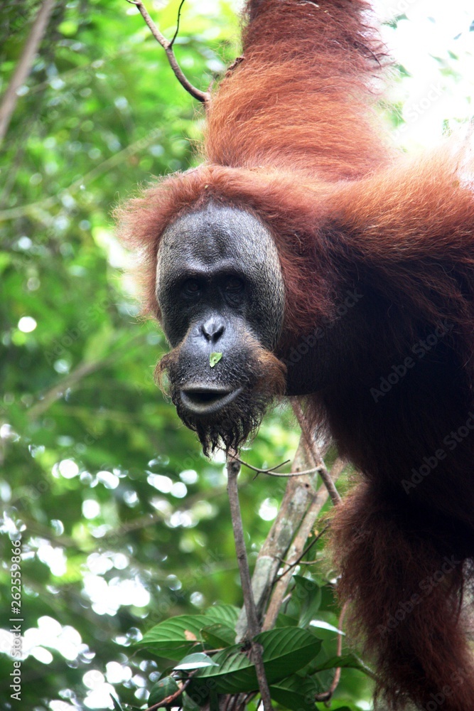 Fototapeta premium orangutan
