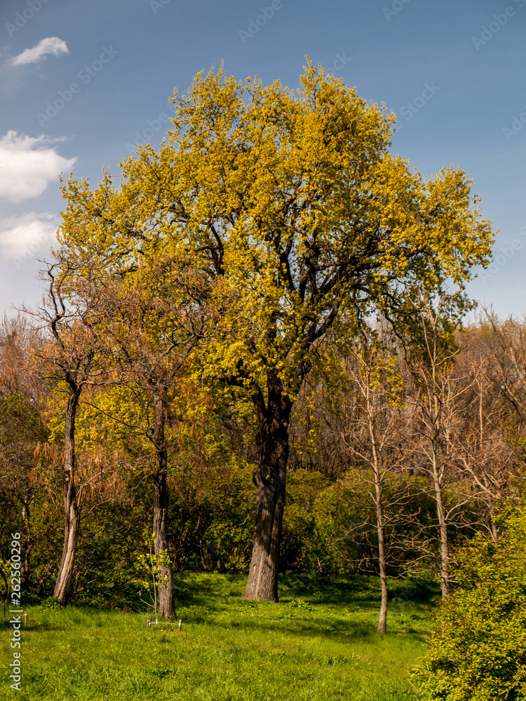 autumn,blue,blue sky,botanical,botanical garden,calm,clear sky,cloud,contrast,early,early spring,europe,evening,fall,forest,garden,green,kiev,kiev city,landscape,morning,natural light,nature,outdoors, autumn,blue,blue sky,botanical,botanical garden,calm,clear sky,cloud,contrast,early,early spring,europe,evening,fall,forest,garden,green,kiev,kiev city,landscape,morning,natural light,nature,outdoors,