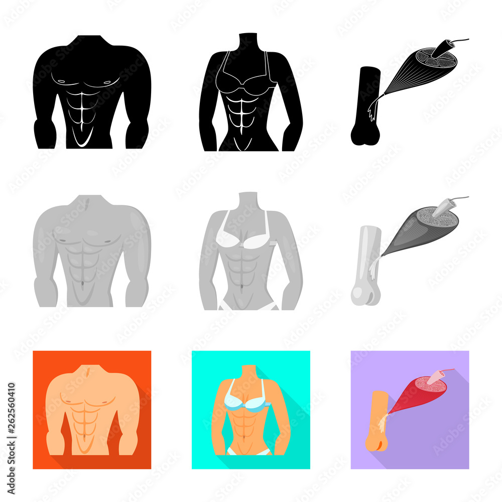 Isolated object of fiber and muscular symbol. Collection of fiber and body stock vector illustration. Isolated object of fiber and muscular symbol. Collection of fiber and body stock vector illustration.