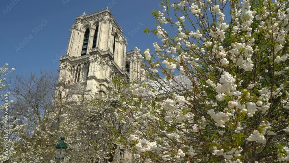 Notre Dame Cathedral surrounded by flowering trees Notre Dame Cathedral surrounded by flowering trees