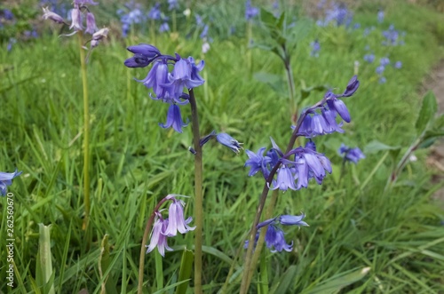 Fototapeta Naklejka Na Ścianę i Meble -  Bluebells verge, Jersey, U.K. Spring flowers.