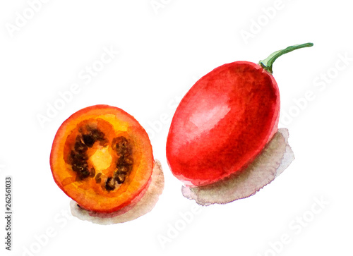 watercolor illustration of tropic fruit tamarillo, isolated on white