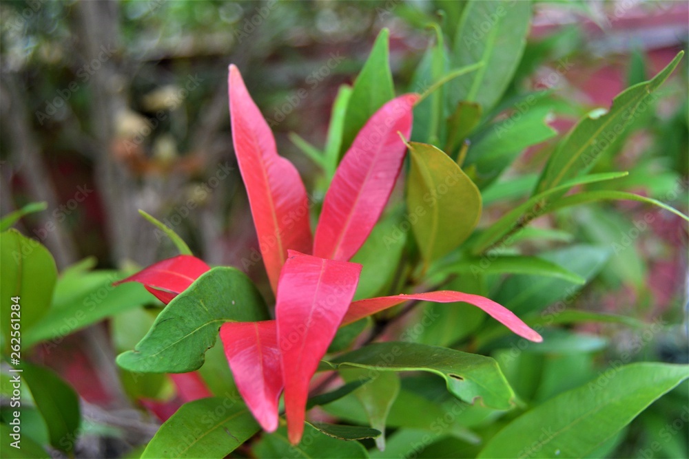 Obraz premium pink leaf flower