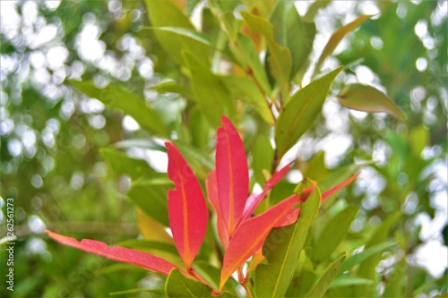 pink leaf flower