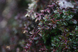 Thyme in early spring.