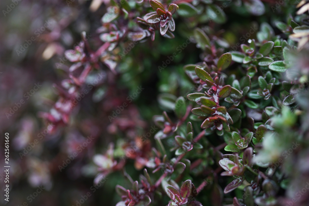 Thyme in early spring.