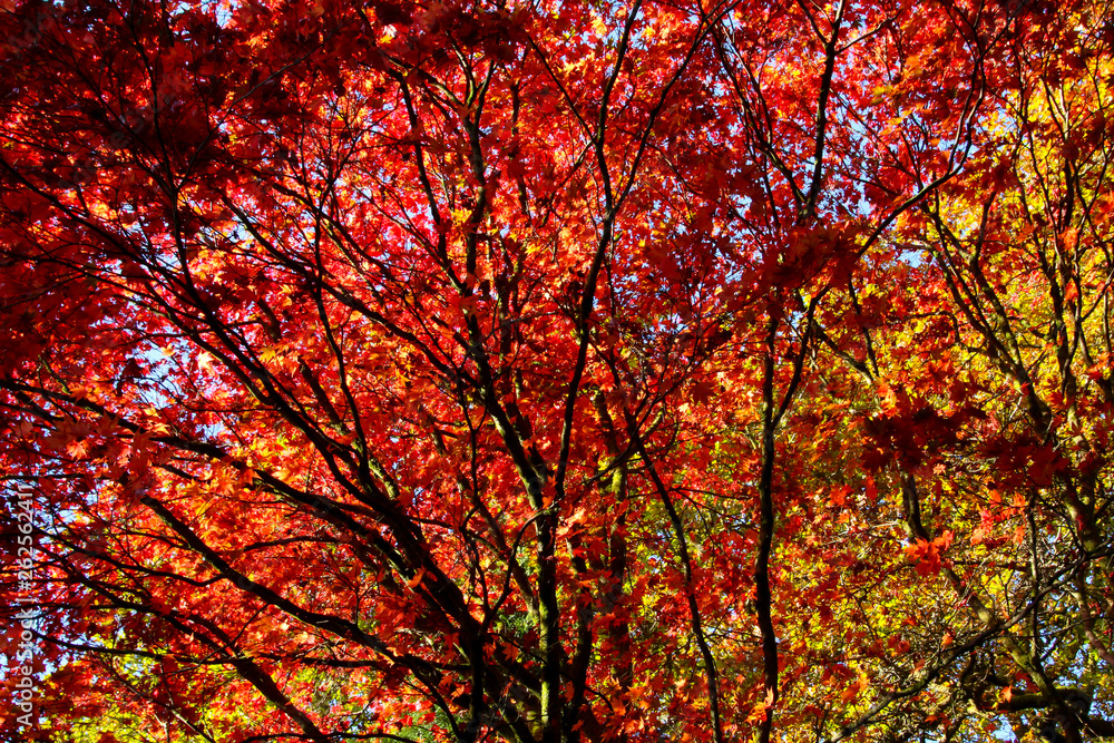 The beautiful colors of autumn/fall leaves. Taken in Cardiff, South Wales, UK The beautiful colors of autumn/fall leaves. Taken in Cardiff, South Wales, UK