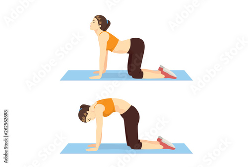 Woman doing Cat Cow Workout in 2 step to stretch the back and promote spinal flexibility. Illustration about exercise guide.