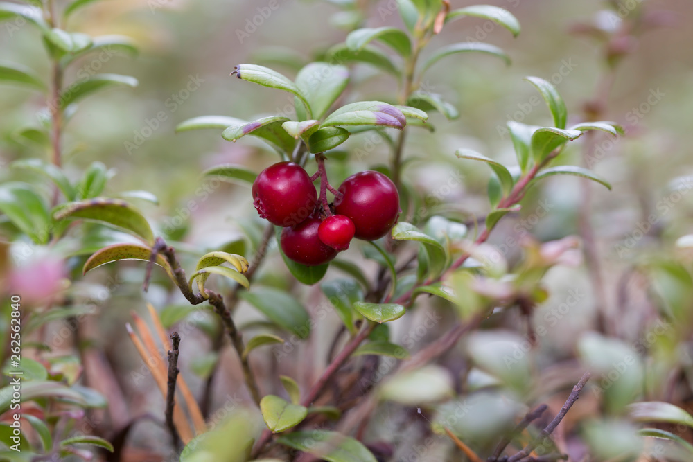 Obraz premium Lingonberry in the forest during autumn