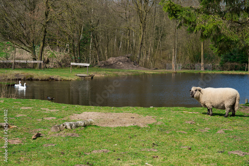 Sheep in meadow in Oisterwijk, The Netherlands