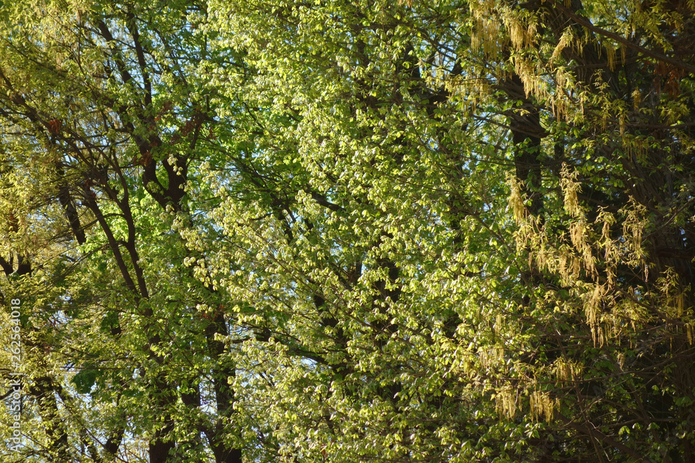 Wooded area of spring Wooded area of spring