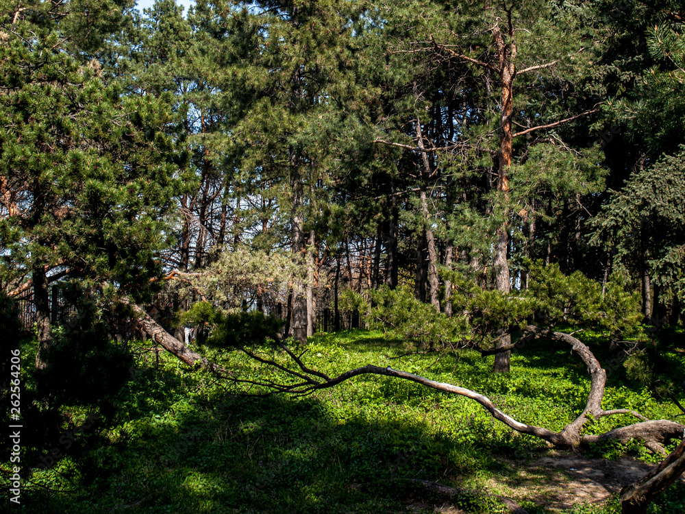 Fototapeta premium Tree Pine Spring Goloseevsky Botanikal Park