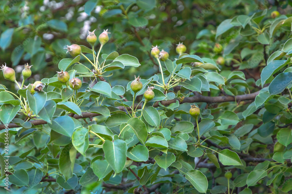 branches of pear tree with immature green pears, low contrast branches of pear tree with immature green pears, low contrast