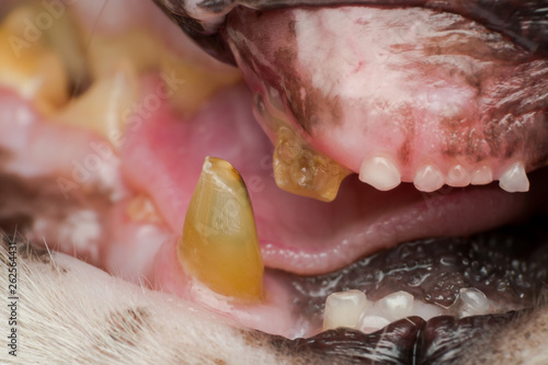 very old cat dentition, fractured teeth and bacterial plaque Fototapet