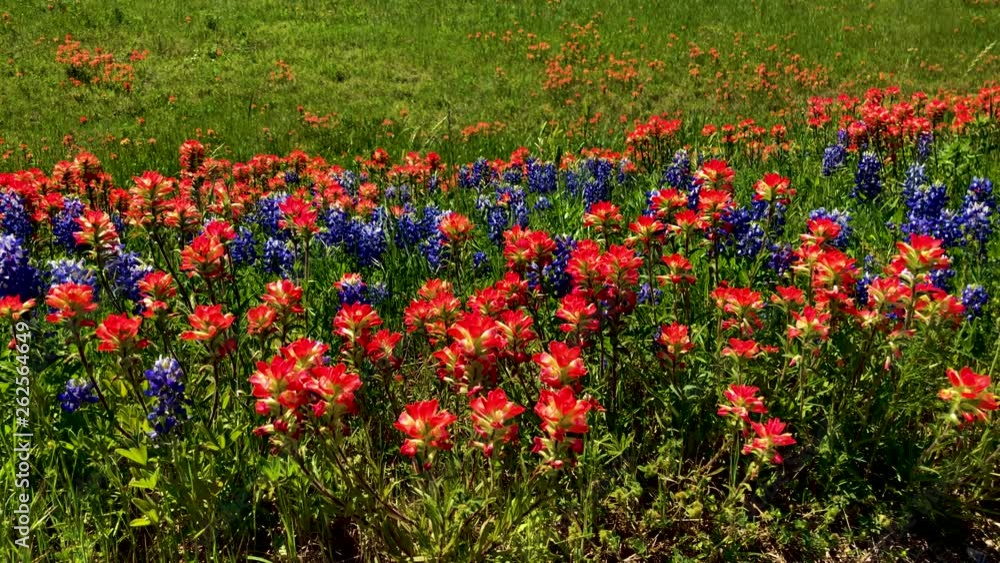 Each Spring Texas Highways, and rural roads explode with the colors of spring, as Texas Bluebonnets and Indian Paintbrush blooms blanket the landscape. Segment 3 of 4, Slow Motion and up to 4K 30fps Each Spring Texas Highways, and rural roads explode with the colors of spring, as Texas Bluebonnets and Indian Paintbrush blooms blanket the landscape. Segment 3 of 4, Slow Motion and up to 4K 30fps
