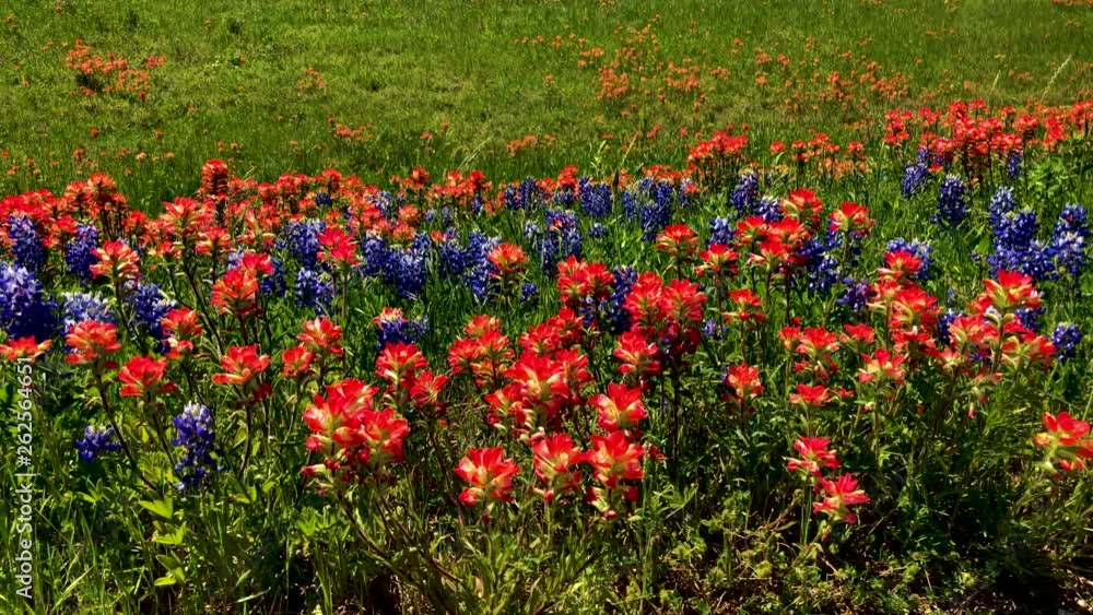 Each Spring Texas Highways, and rural roads explode with the colors of spring, as Texas Bluebonnets and Indian Paintbrush blooms blanket the landscape. Segment 2 of 4, Slow Motion and up to 4K 30fps Each Spring Texas Highways, and rural roads explode with the colors of spring, as Texas Bluebonnets and Indian Paintbrush blooms blanket the landscape. Segment 2 of 4, Slow Motion and up to 4K 30fps