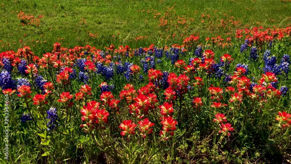 Each Spring Texas Highways, and rural roads explode with the colors of spring, as Texas Bluebonnets and Indian Paintbrush blooms blanket the landscape. In up to 4K 30fps Each Spring Texas Highways, and rural roads explode with the colors of spring, as Texas Bluebonnets and Indian Paintbrush blooms blanket the landscape. In up to 4K 30fps