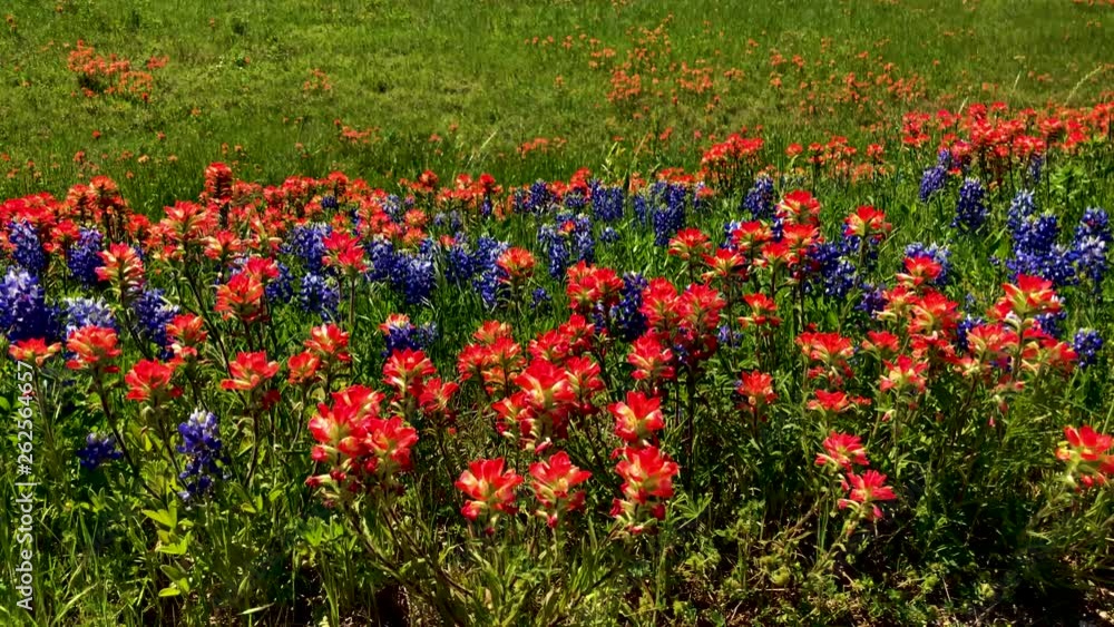 Each Spring Texas Highways, and rural roads explode with the colors of spring, as Texas Bluebonnets and Indian Paintbrush blooms blanket the landscape. In up to 4K 60fps Good Slow Motion Each Spring Texas Highways, and rural roads explode with the colors of spring, as Texas Bluebonnets and Indian Paintbrush blooms blanket the landscape. In up to 4K 60fps Good Slow Motion