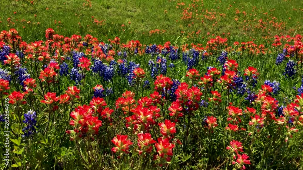 Early springtime in Texas, Wildflowers blanket the highways and rural roads of Texas. When beautiful Blue Bonnets and Indian Paintbrushes bloom. Segment 1 of 3 Slow Motion, up to 4K 30fps Early springtime in Texas, Wildflowers blanket the highways and rural roads of Texas. When beautiful Blue Bonnets and Indian Paintbrushes bloom. Segment 1 of 3 Slow Motion, up to 4K 30fps
