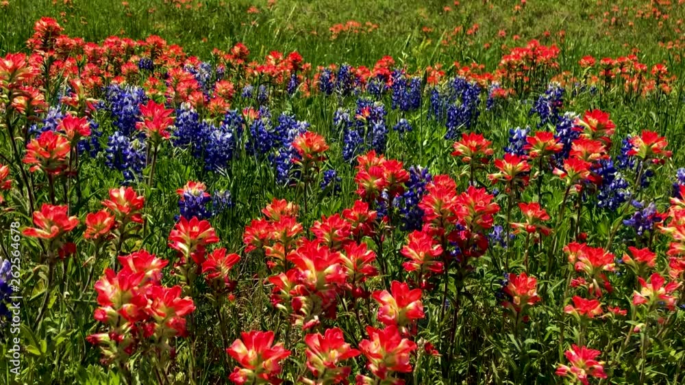 Early springtime in Texas, Wildflowers blanket the highways and rural roads of Texas. When beautiful Blue Bonnets and Indian Paintbrushes bloom. Pan in Slow Motion, up to 4K 30fps Early springtime in Texas, Wildflowers blanket the highways and rural roads of Texas. When beautiful Blue Bonnets and Indian Paintbrushes bloom. Pan in Slow Motion, up to 4K 30fps