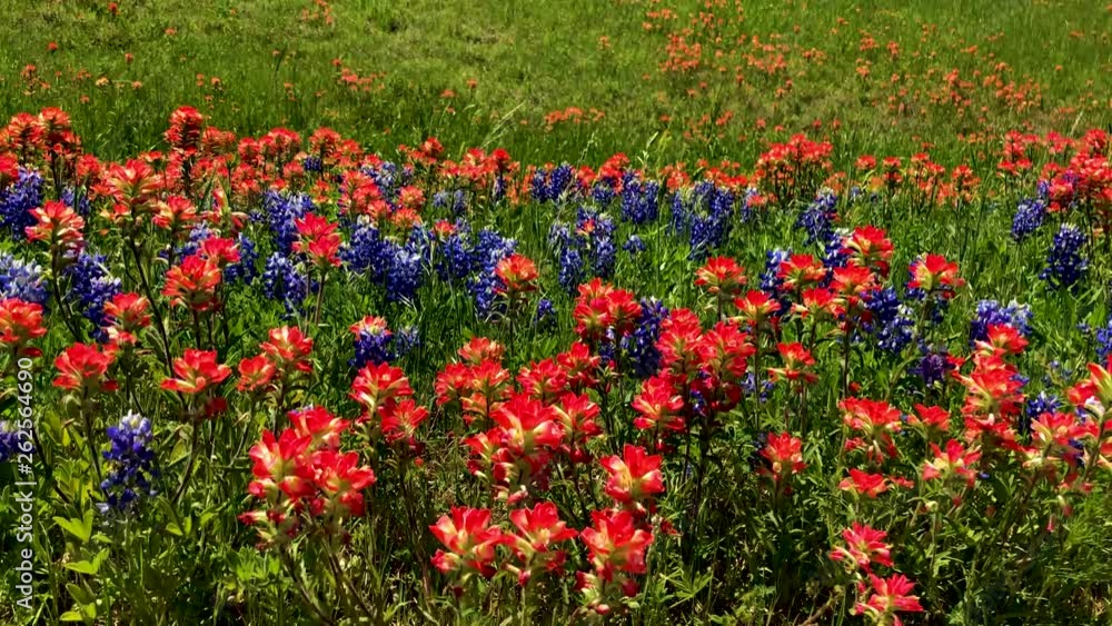 Early springtime in Texas, Wildflowers blanket the highways and rural roads of Texas. When beautiful Blue Bonnets and Indian Paintbrushes bloom. In up to 4K 30fps Early springtime in Texas, Wildflowers blanket the highways and rural roads of Texas. When beautiful Blue Bonnets and Indian Paintbrushes bloom. In up to 4K 30fps