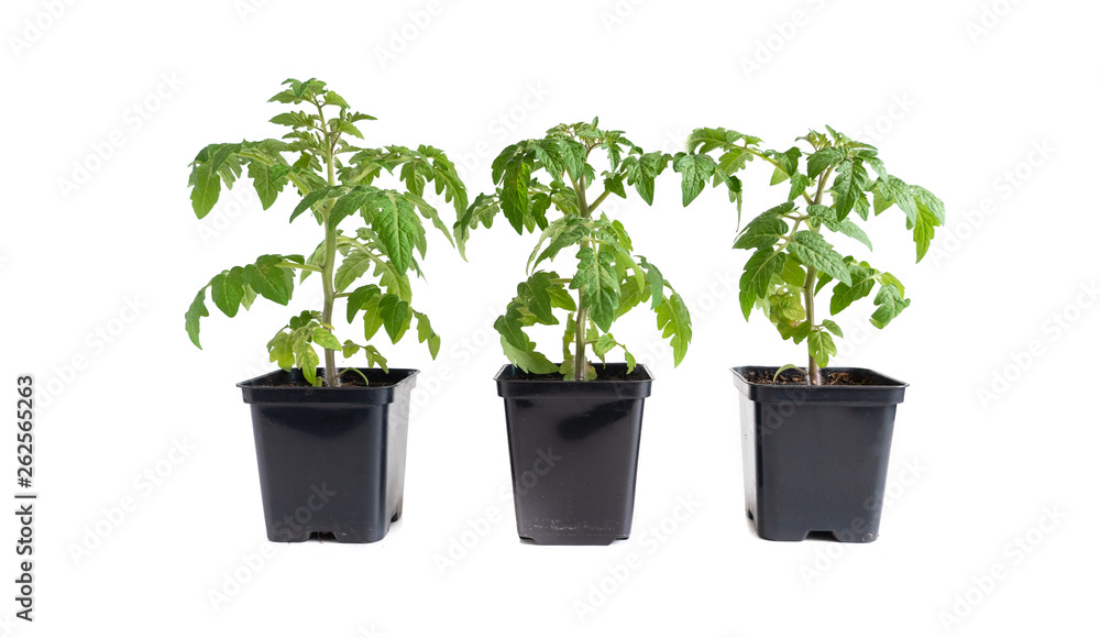 Three tomato seedlings isolated against white Three tomato seedlings isolated against white