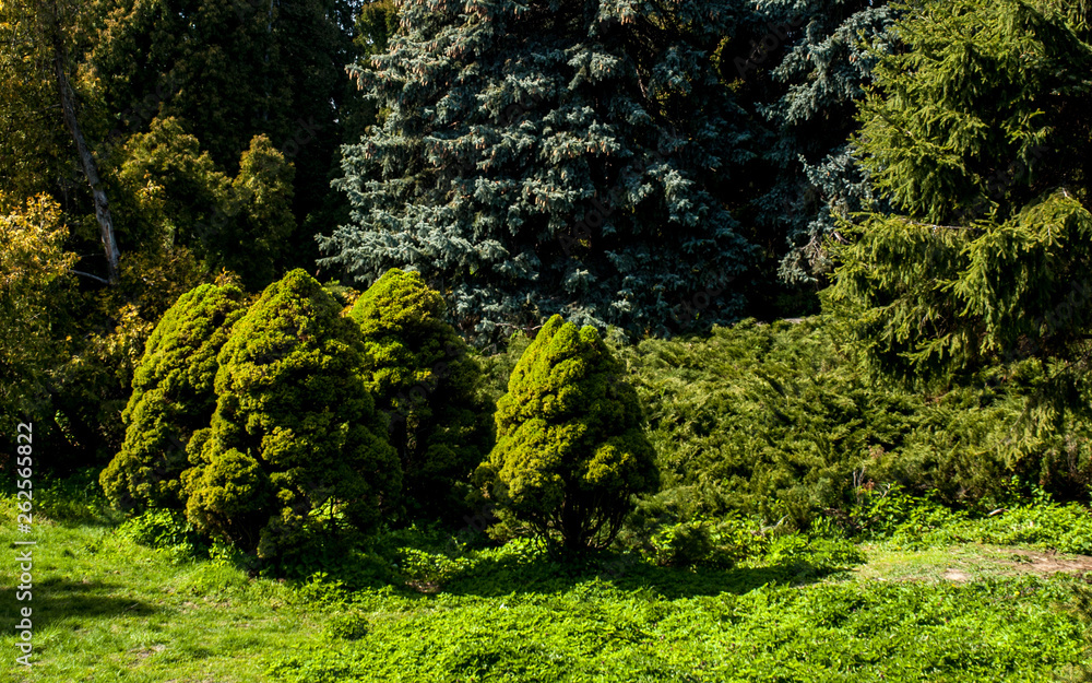Tree Pine Spring Goloseevsky Botanikal Park Tree Pine Spring Goloseevsky Botanikal Park