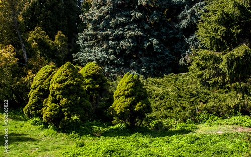 Tree Pine Spring Goloseevsky Botanikal Park