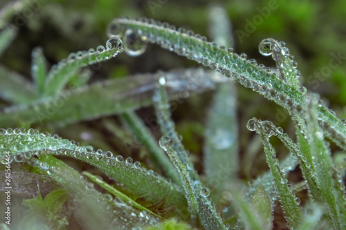 The grass is in dew. Drops of dew on green grass