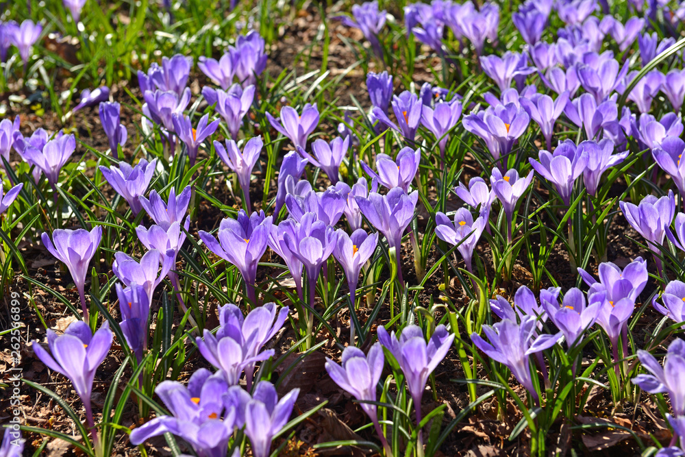 Field of Crocus vernus (Spring Crocus, Giant Crocus) in Early spring Field of Crocus vernus (Spring Crocus, Giant Crocus) in Early spring