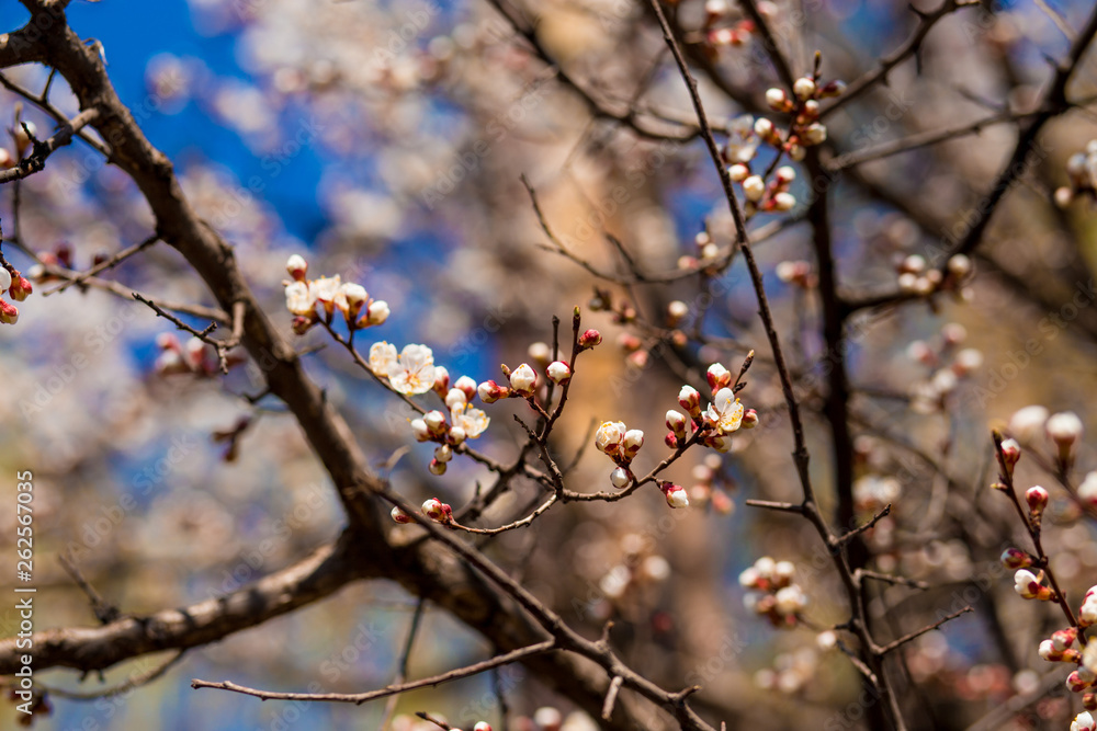 Blossom tree flowers over nature background. Spring flowers. Blossom tree flowers over nature background. Spring flowers.