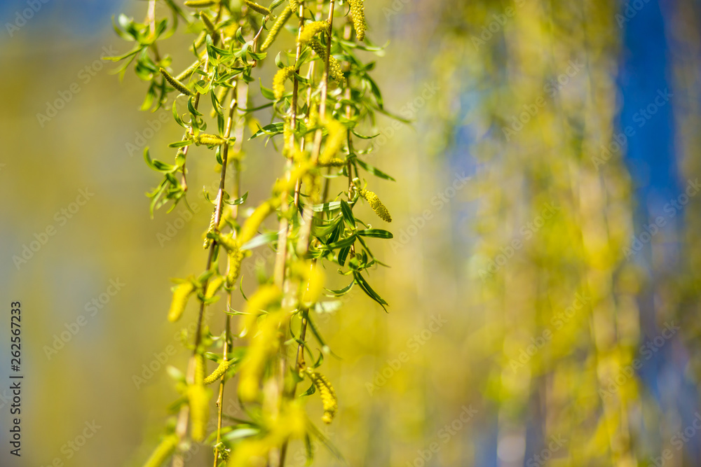 Spring background with fresh willow leaves Spring background with fresh willow leaves