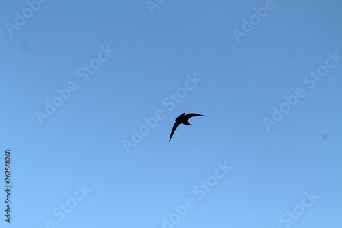 seagull flying in the sky