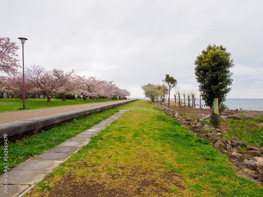 Paved Sakura cherry blossom park trail along Lake Biwa on a cloudy and rainy spring day. Nagahama, Japan. Travel and nature.