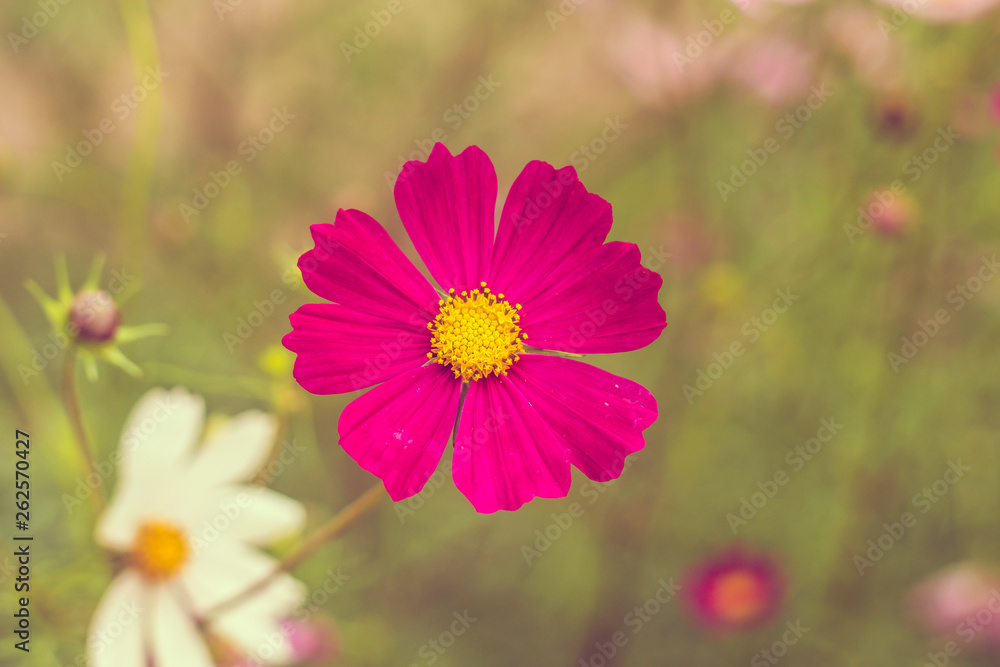 Pink summer flowers. Pink toning in the photo. Pink flowers and pink toning. Pink summer flowers. Pink toning in the photo. Pink flowers and pink toning.