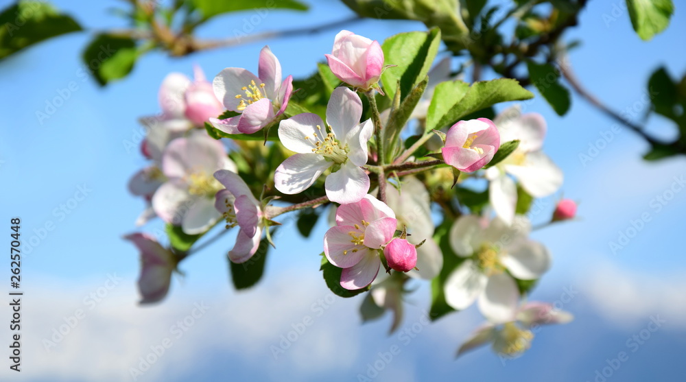 Fototapeta premium Apfelblüten - Blütezeit in Südtirol