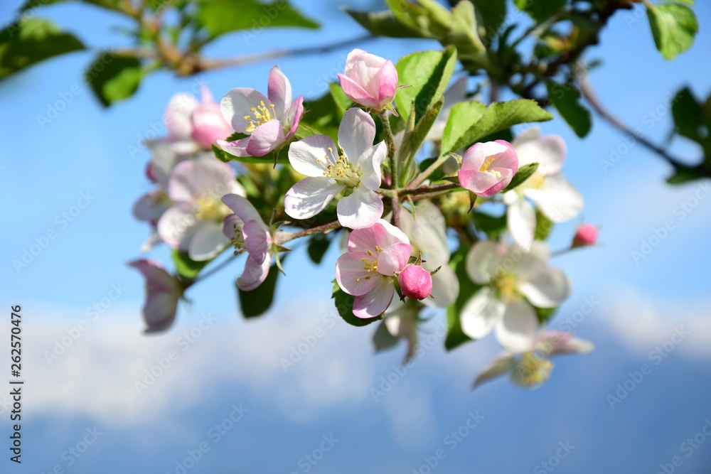 Apfelbaumblüte vor blauen Himmel Apfelbaumblüte vor blauen Himmel