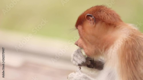 The large-nosed red-haired alpha male proboscis monkey is eating an apple and looking around with curiosity. The ape`s activity in a wild-life. Borneo island, Malaysia region photo