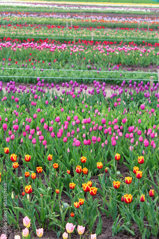 Beautiful tulips in the spring garden