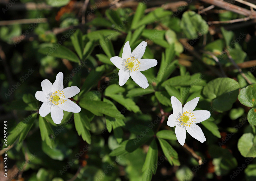white flowers in garden, spring white flowers in garden, spring